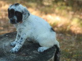 5 chiots Setter Anglais blue belton LOF de mai 2026 à réserver