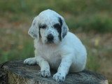5 chiots Setter Anglais blue belton LOF de mai 2026 à réserver
