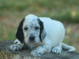 5 chiots Setter Anglais blue belton LOF de mai 2026 à réserver