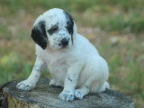 5 chiots Setter Anglais blue belton LOF de mai 2026 à réserver