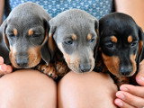 4 chiots Teckel non LOF à réserver nés en mai 2026