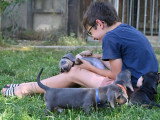 4 chiots Teckel non LOF à réserver nés en mai 2026