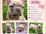 5 chiots Bouledogue Français non LOF d'avril 2026 à vendre