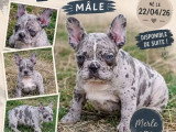 5 chiots Bouledogue Français non LOF d'avril 2026 à vendre