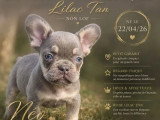5 chiots Bouledogue Français non LOF d'avril 2026 à vendre