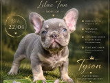 5 chiots Bouledogue Français non LOF d'avril 2026 à vendre