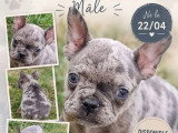 5 chiots Bouledogue Français non LOF d'avril 2026 à vendre
