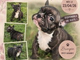 5 chiots Bouledogue Français non LOF d'avril 2026 à vendre