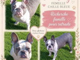 5 chiots Bouledogue Français non LOF d'avril 2026 à vendre