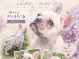 5 chiots Bouledogue Français non LOF d'avril 2026 à vendre
