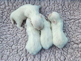 4 superbes chiots Bichons Maltais LOF à réserver