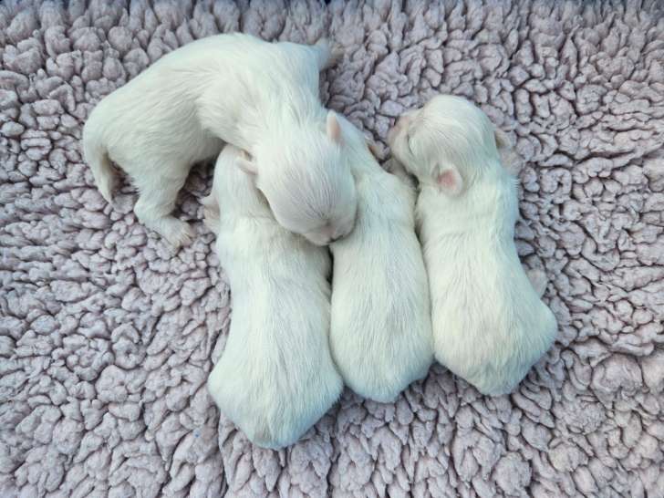4 superbes chiots Bichons Maltais LOF à réserver