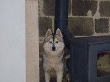 Mâle Husky de Sibérie LOF disponible pour saillie