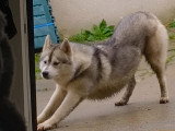 Mâle Husky de Sibérie LOF disponible pour saillie
