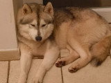Mâle Husky de Sibérie LOF disponible pour saillie