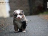 2 chiots Berger Américain Miniature LOF à réserver nés en mai 2026