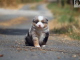 2 chiots Berger Américain Miniature LOF à réserver nés en mai 2026