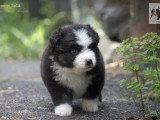 2 chiots Berger Américain Miniature LOF à réserver nés en mai 2026
