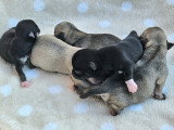 5 superbes chiots Chihuahua LOF à vendre