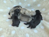 5 superbes chiots Chihuahua LOF à vendre