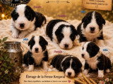 6 chiots Border Collies non LOF nés en juin 2026 à réserver