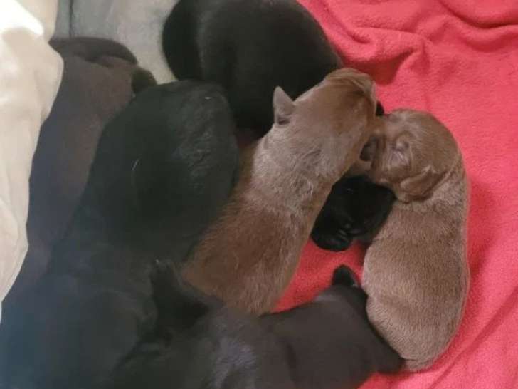 9 chiots Labrador non LOF nés en mai 2026 à vendre