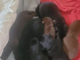 9 chiots Labrador non LOF nés en mai 2026 à vendre