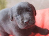 9 chiots Labrador non LOF nés en mai 2026 à vendre