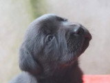 9 chiots Labrador non LOF nés en mai 2026 à vendre