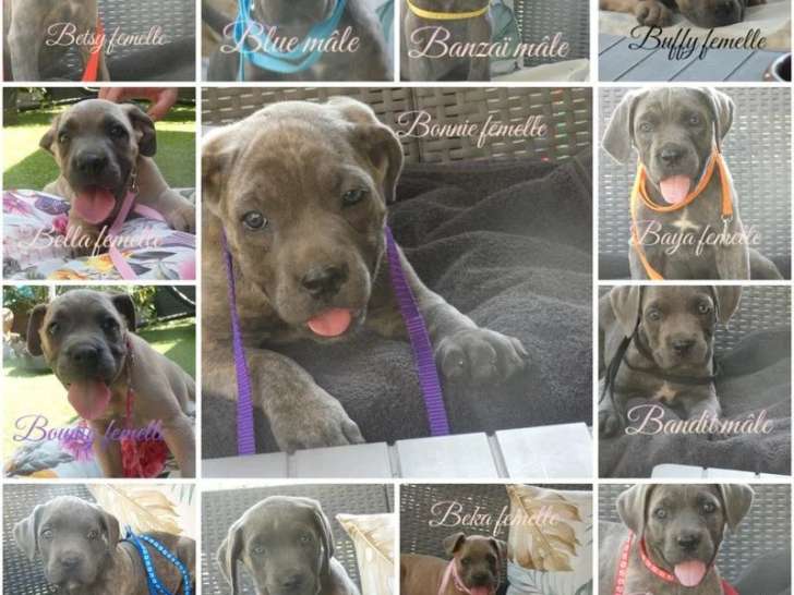 13 chiots Chien de Cour Italien LOF nés en avril 2026 à vendre