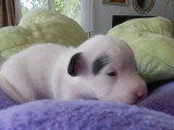 À réserver : 2 chiots Jack Russell Terrier tricolores LOF nés mai 2026