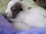 À réserver : 2 chiots Jack Russell Terrier tricolores LOF nés mai 2026