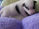 À réserver : 2 chiots Jack Russell Terrier tricolores LOF nés mai 2026