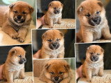 À réserver : 3 chiots Shiba fauve LOF de mai 2026