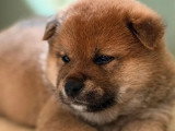 À réserver : 3 chiots Shiba fauve LOF de mai 2026