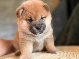 À réserver : 3 chiots Shiba fauve LOF de mai 2026