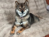 À réserver : 3 chiots Shiba fauve LOF de mai 2026