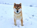 À réserver : 3 chiots Shiba fauve LOF de mai 2026