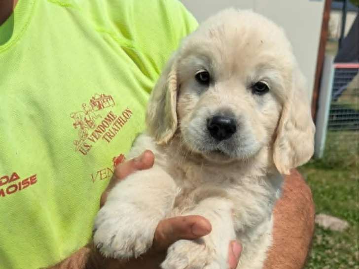 Chiots Golden Retriever LOF à vendre