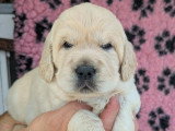 Chiots Golden Retriever LOF à vendre