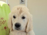 Chiots Golden Retriever LOF à vendre