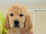 Chiot femelle Golden Retriever LOF à vendre