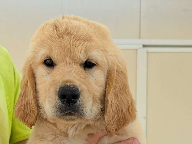 Chiot femelle Golden Retriever LOF à vendre