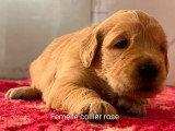 Chiot femelle Golden Retriever LOF à vendre