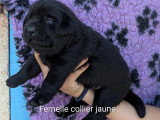 Chiots Labrador LOF à vendre