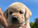 Chiots Labrador LOF à vendre