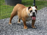 Jeune chienne Bouledogue Anglais de 1 ans avec pedigree à vendre