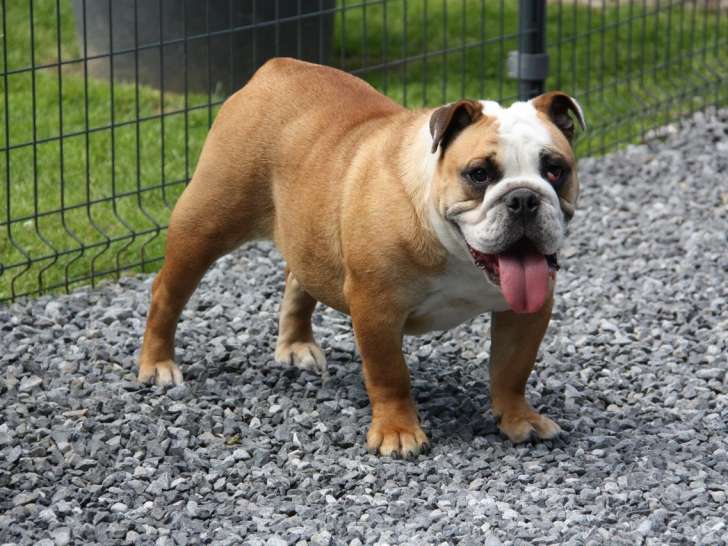 Jeune chienne Bouledogue Anglais de 1 ans avec pedigree à vendre
