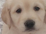 7 chiots Golden Retriever LOF nés en mai 2026 à vendre