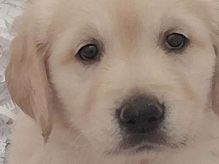 7 chiots Golden Retriever LOF nés en mai 2026 à vendre